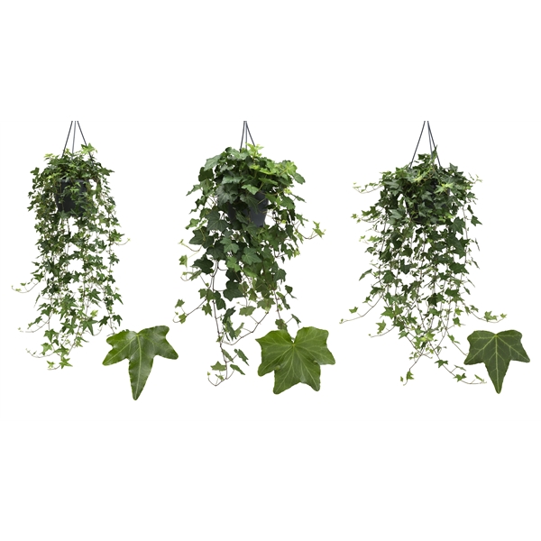 Hedera helix green mix 19Ø 50cm 50cm