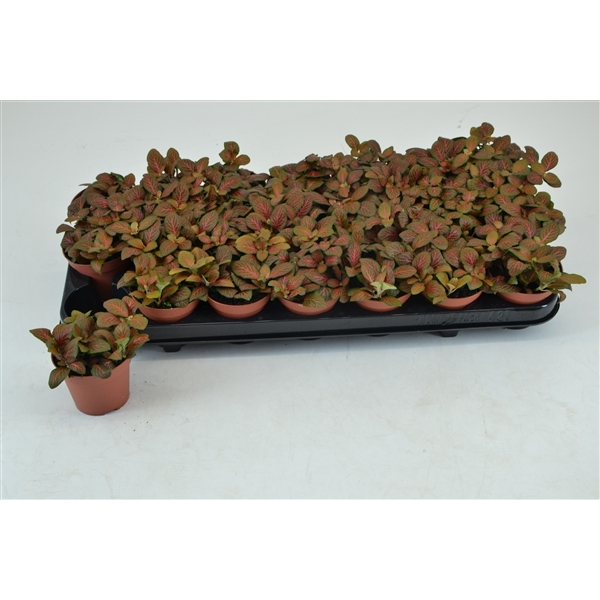 Fittonia verschaffeltii mini Josan 8,5Ø 12cm