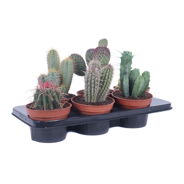 Cactus mix 15Ø 22cm