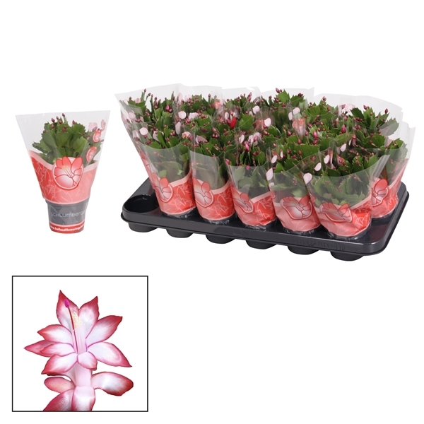 Schlumbergera red 9Ø 18cm 25fl