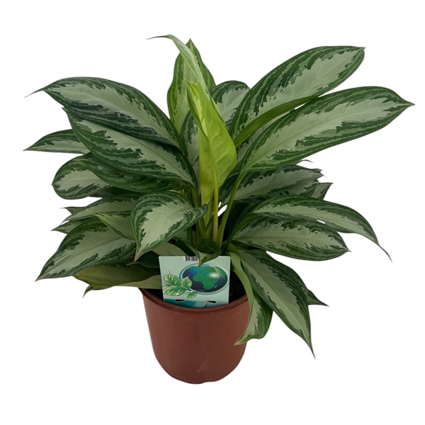 Aglaonema Silver Bay 24Ø 60cm 5pp