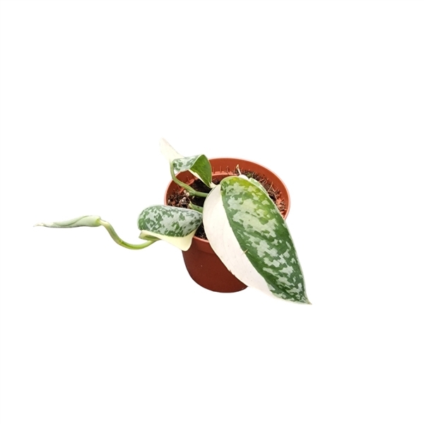 Scindapsus Mayari Variegata 7Ø 15cm