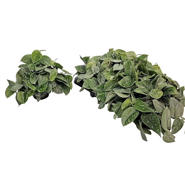 Scindapsus Pictus Silvery Ann 14Ø