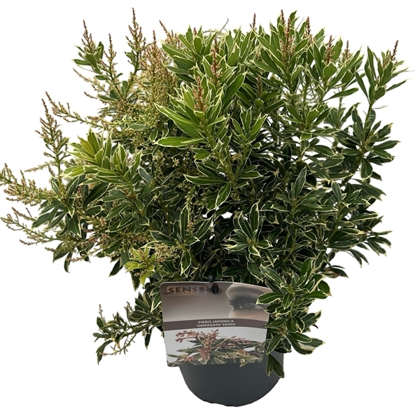 Pieris japonica Variegata 19Ø 45cm