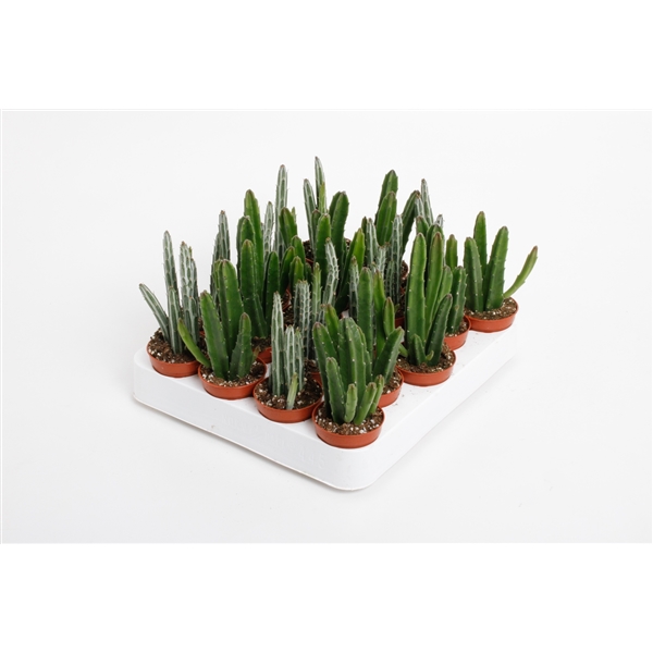 Stapelia mix 5,5Ø 15cm