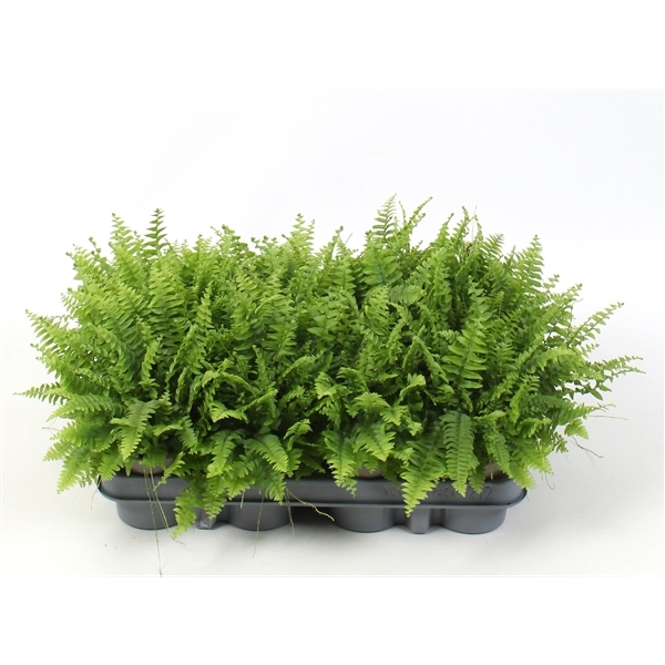 Nephrolepis ex.  green Moment 9Ø 15cm