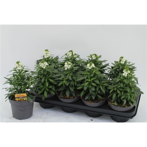Erysimum Leya White 13Ø 30cm