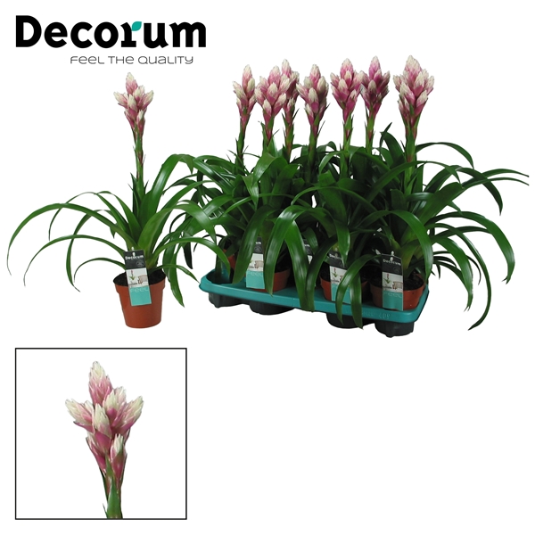 Guzmania Candy vertakt 13Ø 55cm