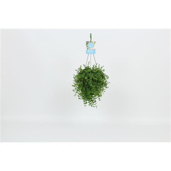 Peperomia Isabelle 14Ø 30cm