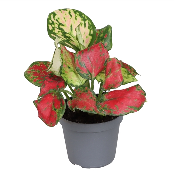 Aglaonema Rich Red 6Ø 8cm 1pp
