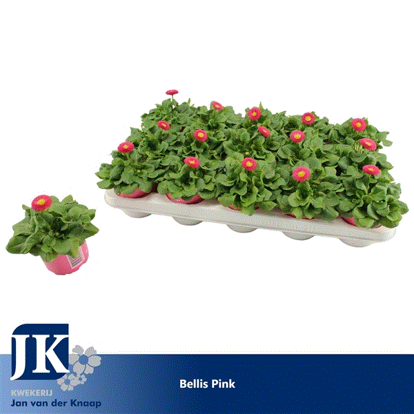 Bellis perennis Rusher Pink 10,5Ø 15cm