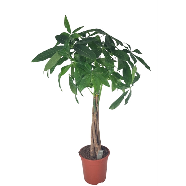 Pachira aquatica 21Ø 90cm