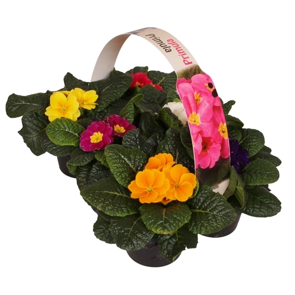 Primula Acaulis mix in 6-PACK 9Ø 12cm