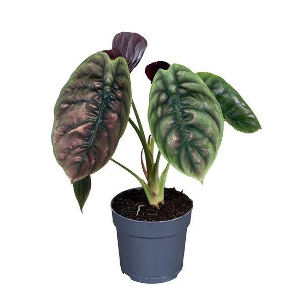 Alocasia cuprea Red Secret 14Ø 35cm 1pp