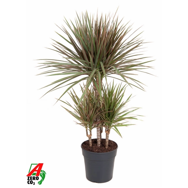 Dracaena Bicolor carrousel 21Ø 100cm 4pp