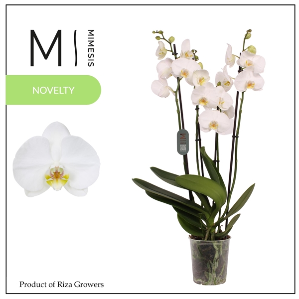 Phalaenopsis Anthura Nottingham 12Ø 70cm 4st 25fl
