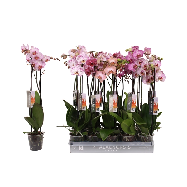 Phalaenopsis gem specialty 12Ø 60cm 2st 18fl