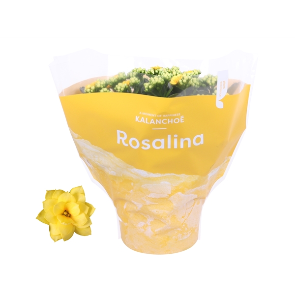 Kalanchoe Rosalie Don Amarillo TsT 15Ø 27cm