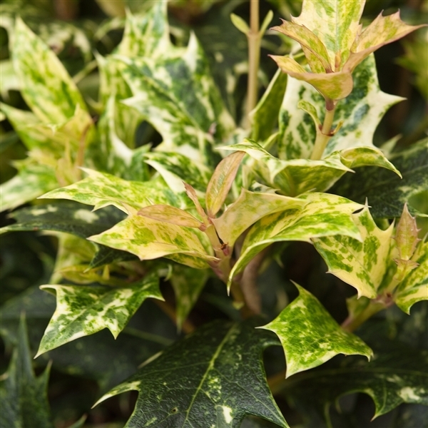 Osmanthus heterophyllus Goshiki 19Ø 30cm