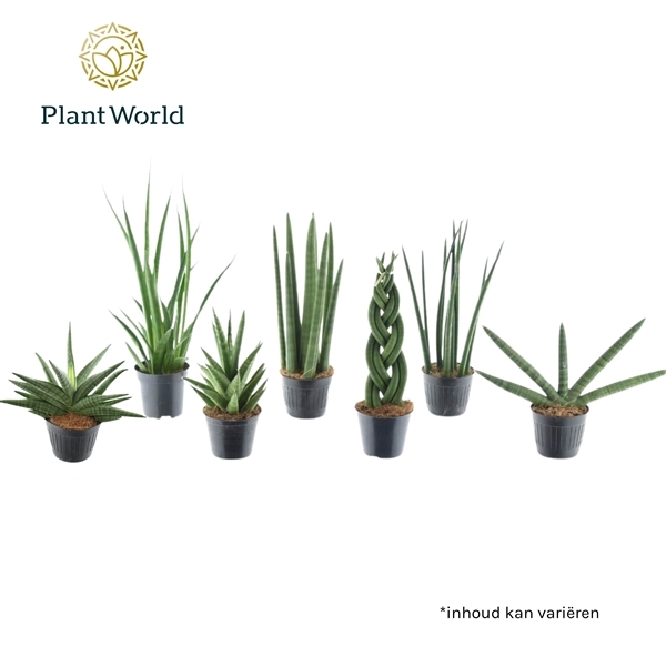 Sansevieria Cylindrica mix Kalahari 10,5Ø 10cm