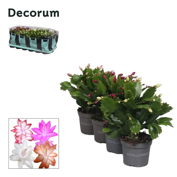 Schlumbergera mix 9Ø 18cm 30fl