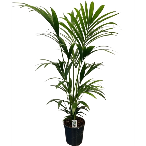 Howea forsteriana 24Ø 140cm 6pp