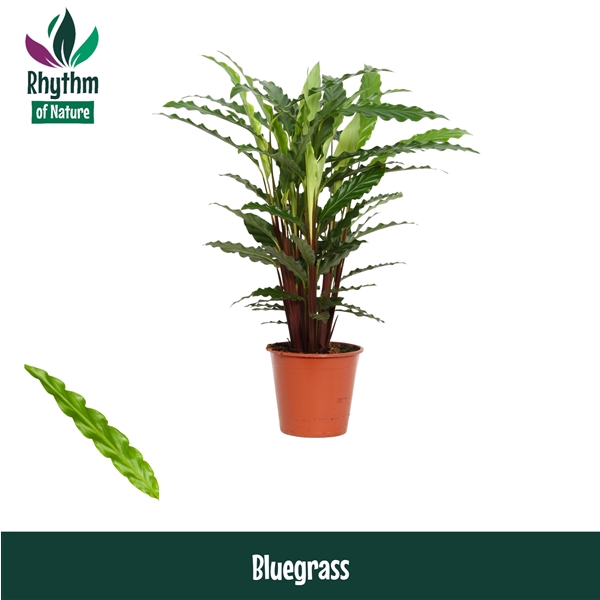 Calathea rufibarba Blue Grass 17Ø 65cm