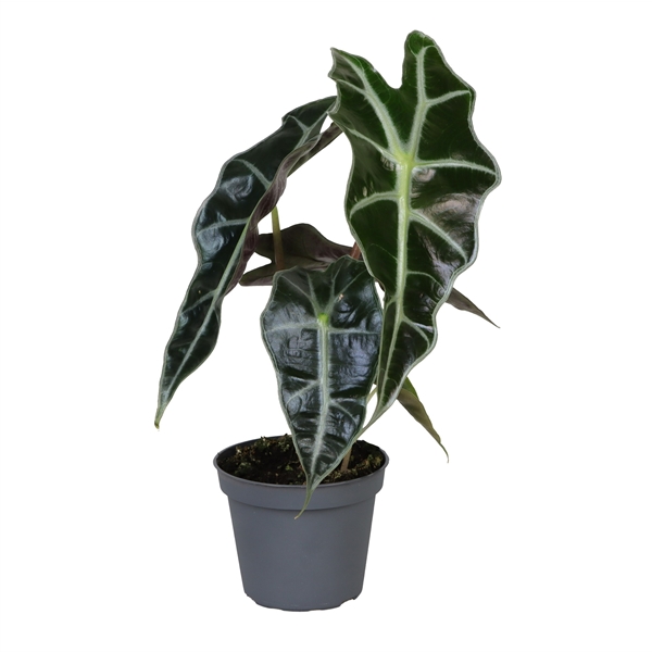Alocasia Dwarf Amazonica 6Ø 15cm 1pp