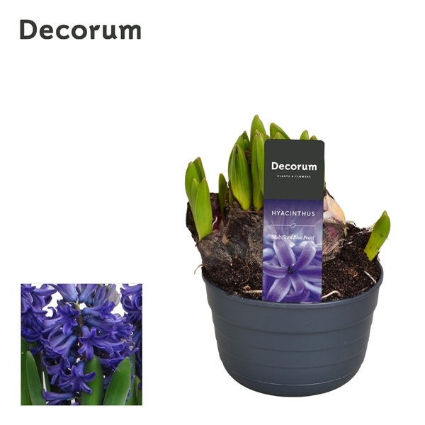 Hyacinthus MF blue 10,5Ø 15cm 1pp