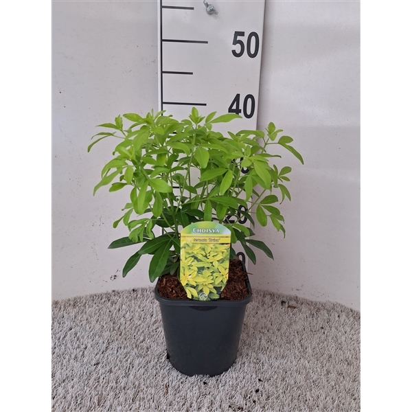 Choisya ternata Sundance 17Ø 40cm
