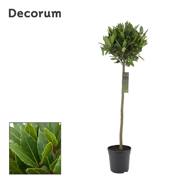 Laurus Nobilis ball on stem 20Ø 120cm 30Ø