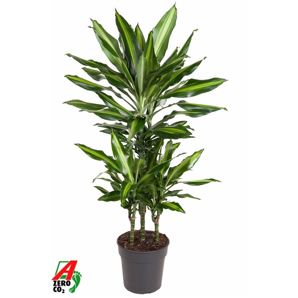 Dracaena frag Cintho carrousel 21Ø 90cm 4pp