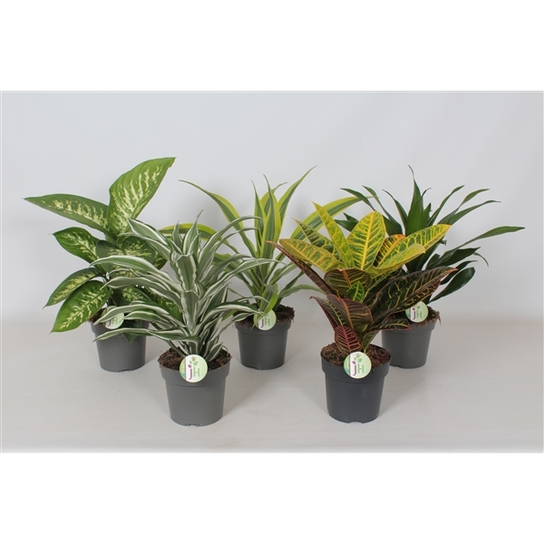 Houseplants mix green 17Ø 60cm