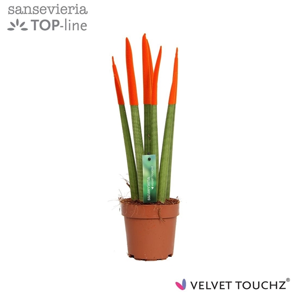 Sansevieria Spaghetti Velvet Touchz Orange 12Ø 45cm