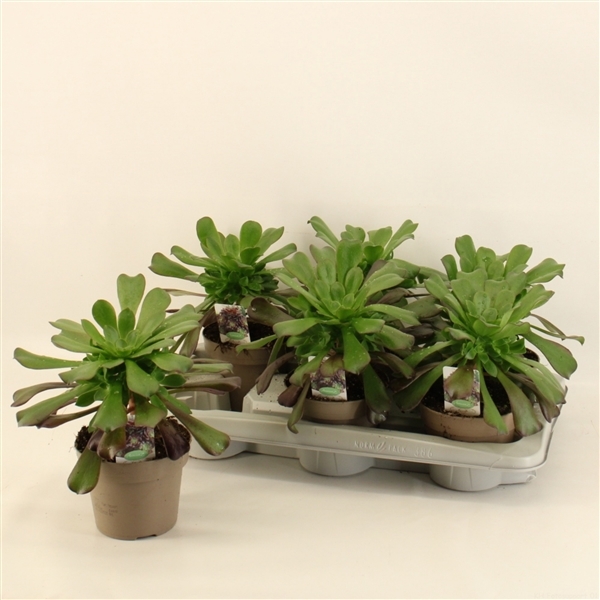 Aeonium Arboreum 14Ø 25cm