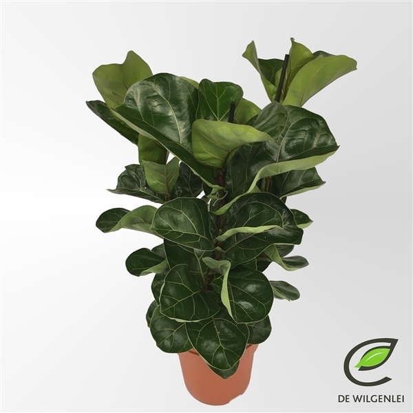 Ficus lyrata Bambino 21Ø 70cm 3pp