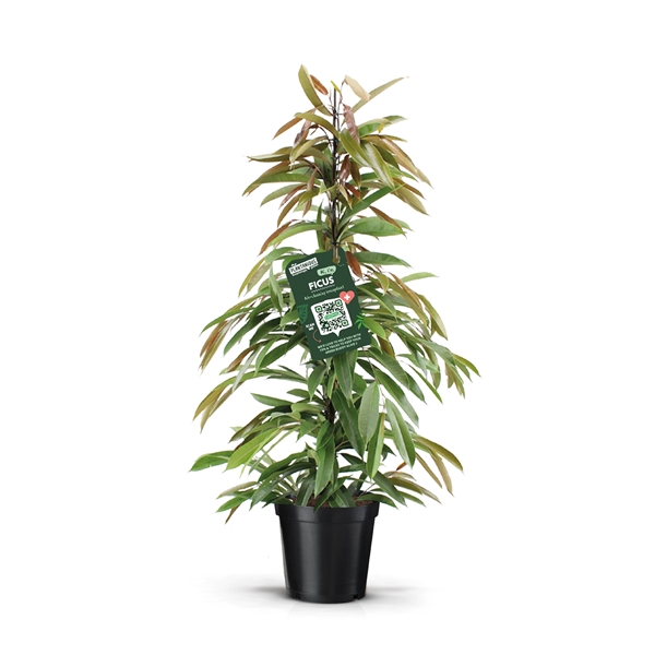 Ficus binnendijkii Amstel King 21Ø 105cm 3pp