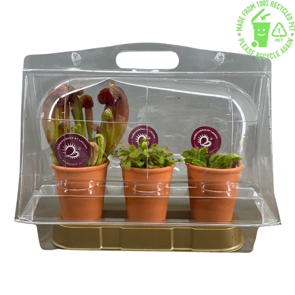 Carnivore plants mix blister 3pack 7Ø 20cm