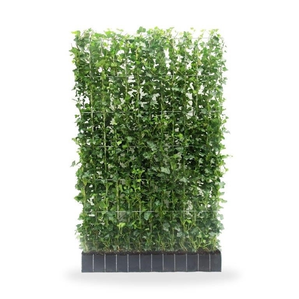 Hedera hibernica (120 cm wide hedge) 120Ø 195cm