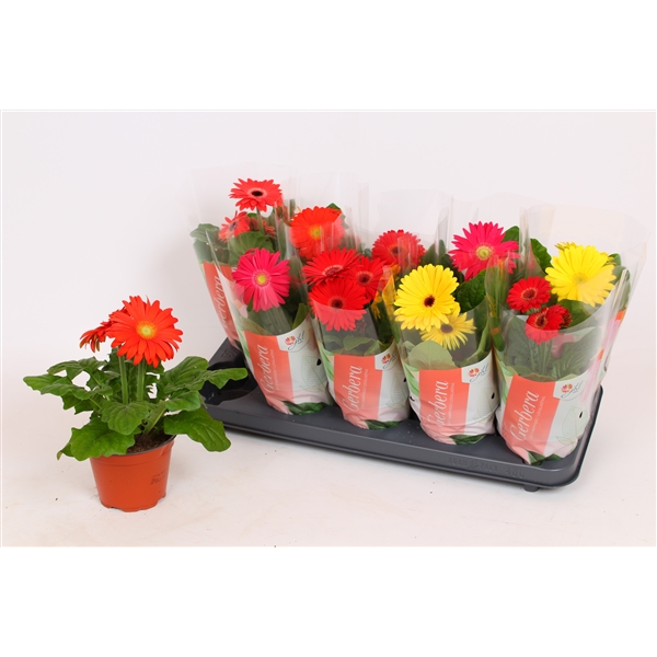Gerbera Colourgame mix 12Ø 30cm 2fl