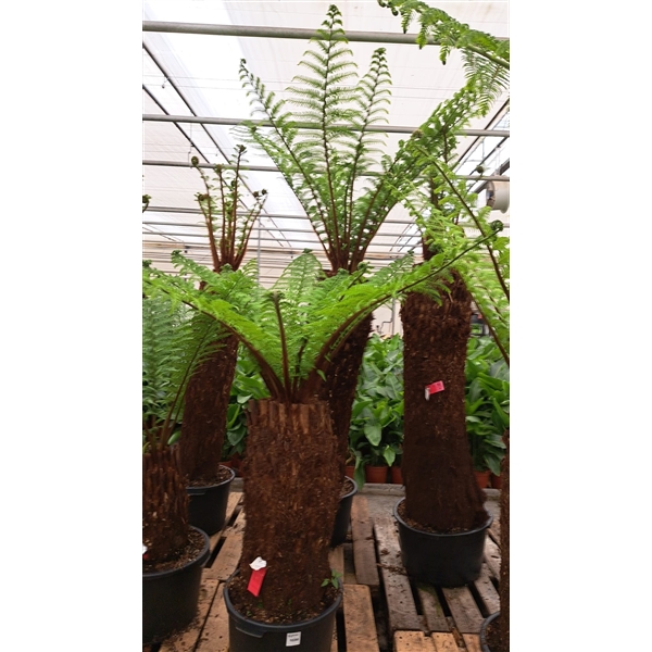 Dicksonia Antarctica 45Ø 175cm