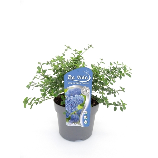 Ceanothus thyr. Repens 19Ø 30cm