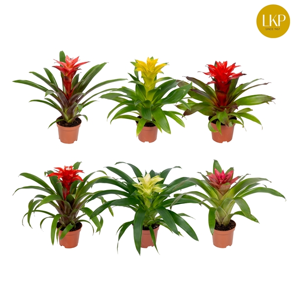 Guzmania Compact Plus Mix 10,5Ø 30cm
