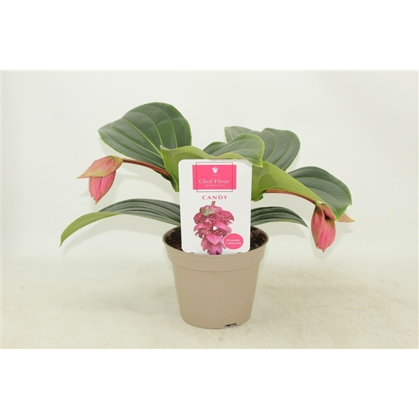 Medinilla Magnifica Candy 14Ø 30cm 2fl