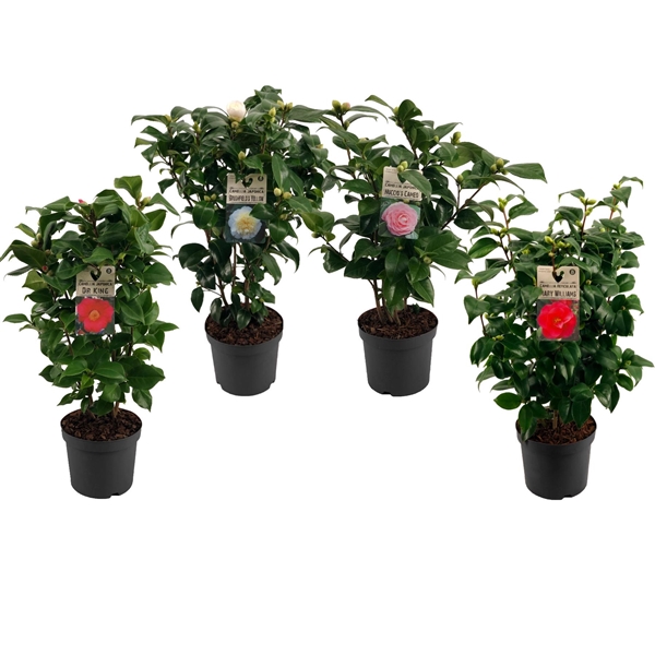 Camellia japonica mix 19Ø 65cm 15fl