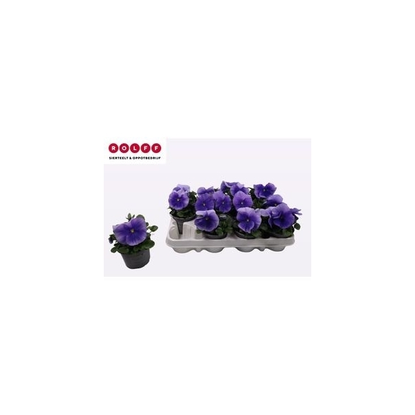 Viola Wittrockiana Flair Light Blue 9Ø 15cm