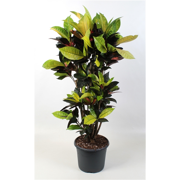 Codiaeum variegatum Mrs Iceton 24Ø 100cm 1pp