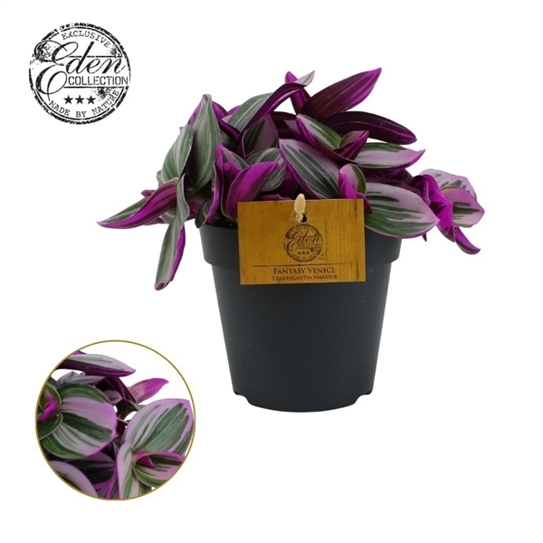 Tradescantia albiflora Nanouk 12Ø 20cm