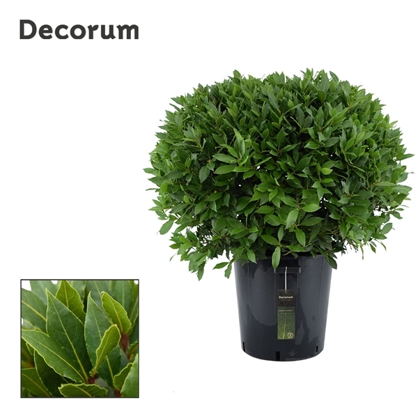 Laurus Nobilis boll on pot 40Ø 105cm 90Ø