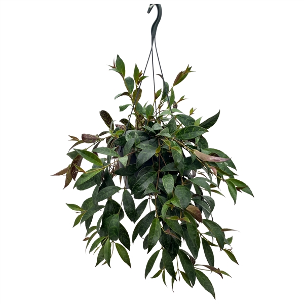 Aeschynanthus Marmoratus 19Ø 40cm